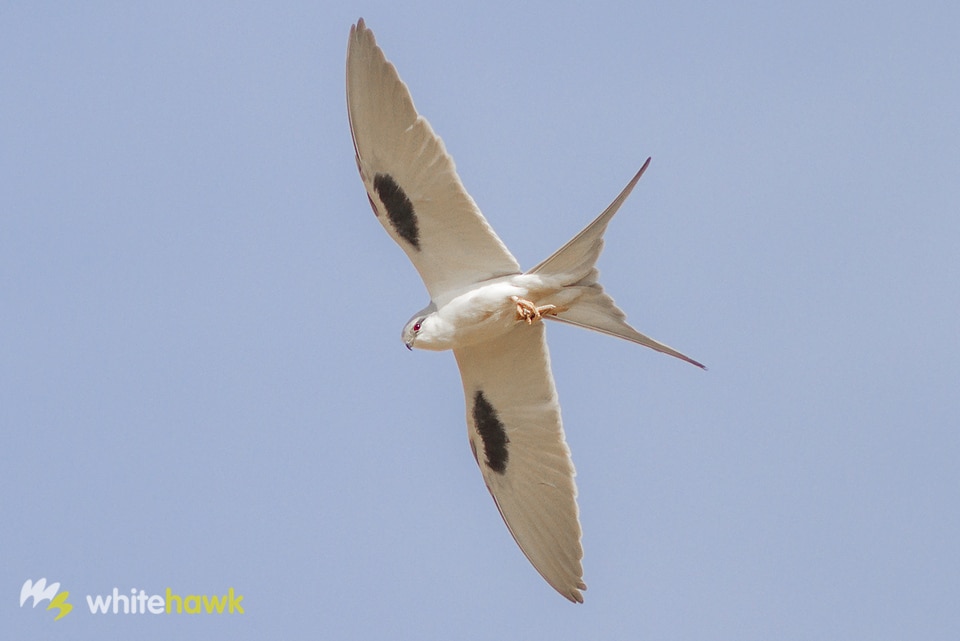 Scissor-tailed Kite Senegal
