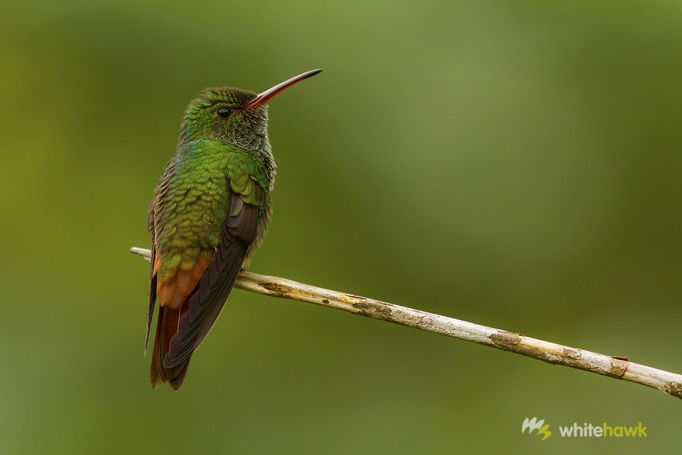 Rufous-tailed Hummingbird Panama