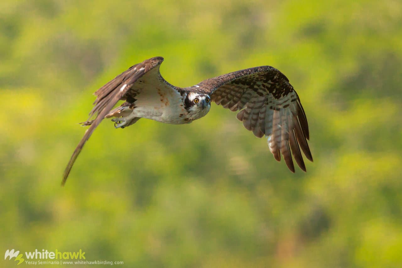 Osprey Belize