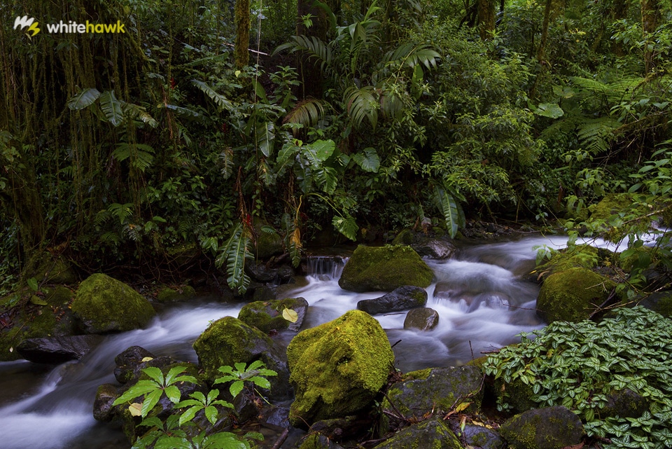 Rainforest stream