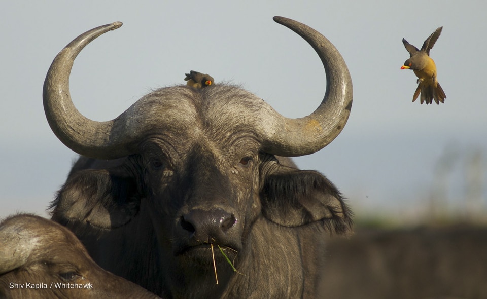 Buffalo and Oxpeckers Kenya