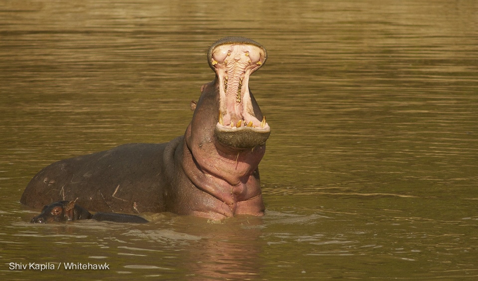 Hippo Kenya