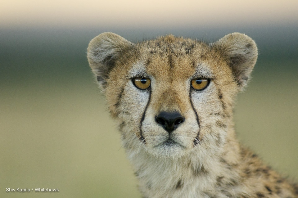 Cheetah Kenya