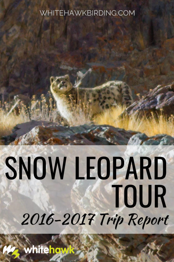 Snow Leopard Tour- Trip Report Online! - Whitehawk Birding: We were fortunate to get amazing views of the rare Snow Leopard during this tour. Along with memorable sightings of the leopard, we saw other wildlife characteristic to these Himalayan slopes. We enriched our experience with visits to Buddhist monasteries and saw awe-inspiring landscapes. This Snow Leopard trip report will fill you in on the whole experience.