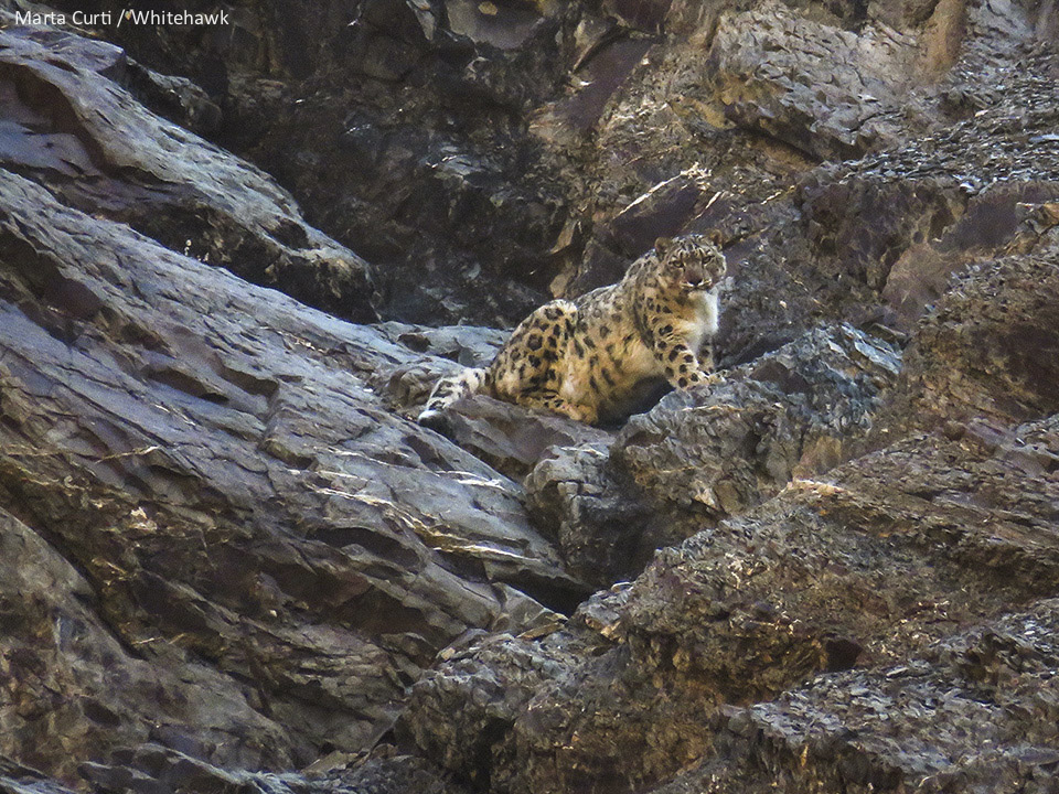 Snow Leopard in Ladakh