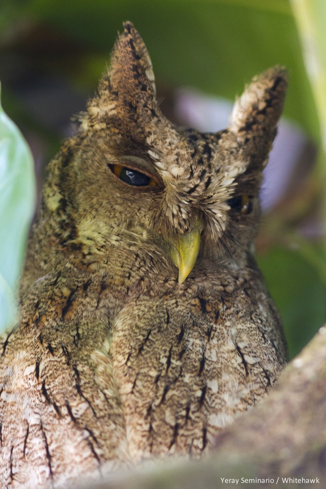 the Pacific Screech Owl