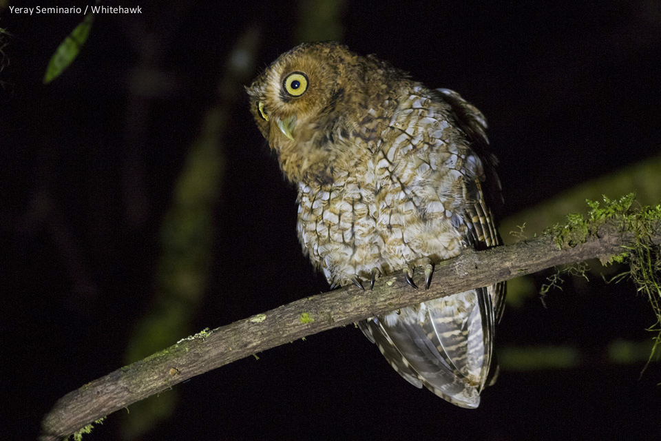 Costa Rica Birding Challenge: Bare-shanked Screech Owl at Monteverde, Costa Rica