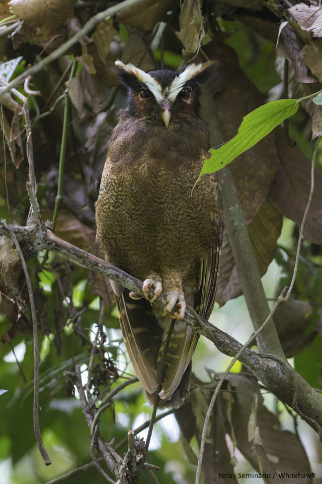 Costa Rica Birding Challenge: Crested Owl near Guapiles, Costa Rica