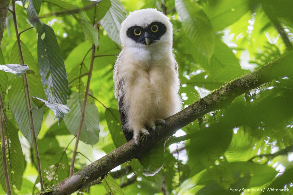 Young Spectacled Owl