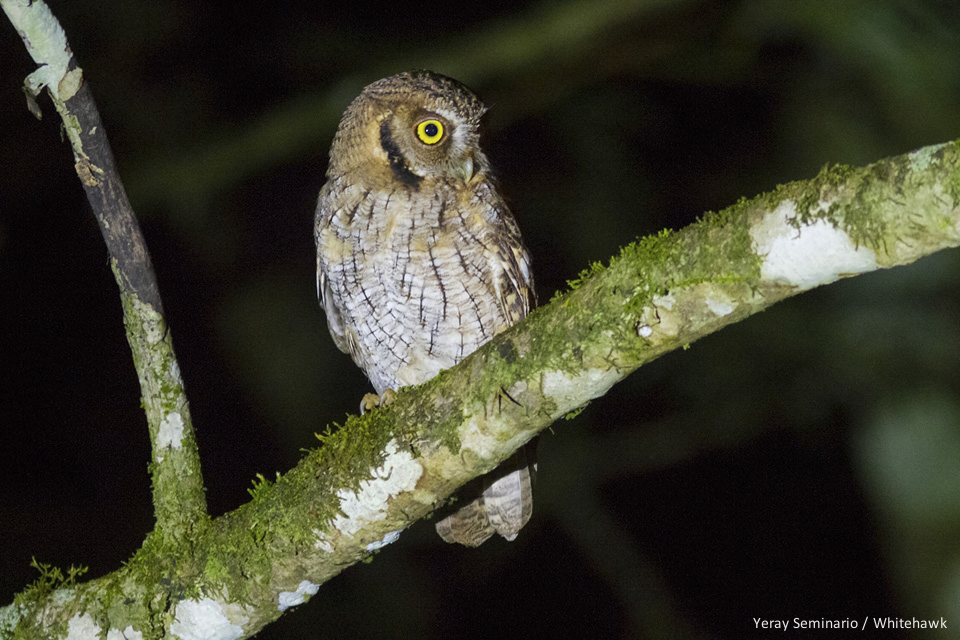 Tropical Screech Owl seen during the Costa Rica Birding Challenge