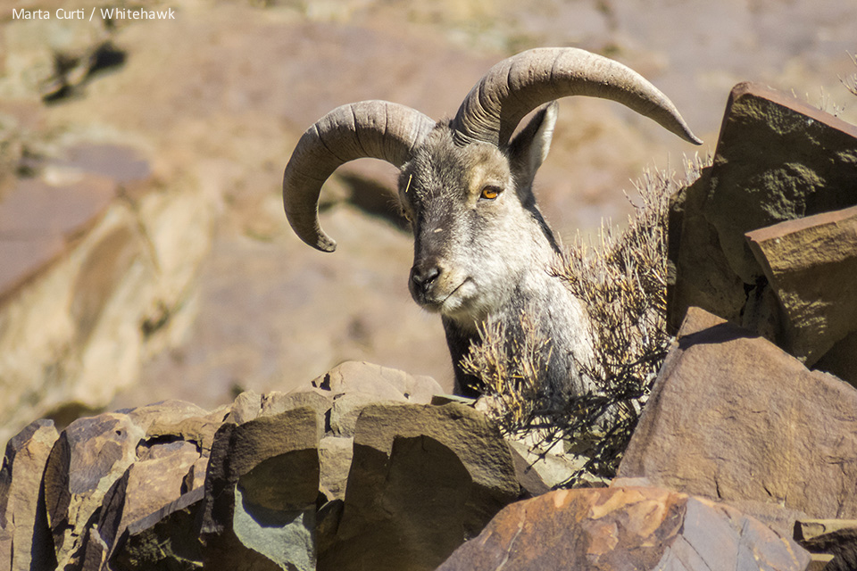 Bharal Blue Sheep India