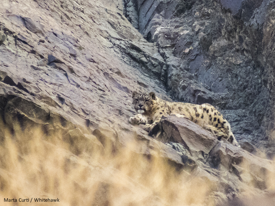 Male Snow Leopard photographed during our tour to India