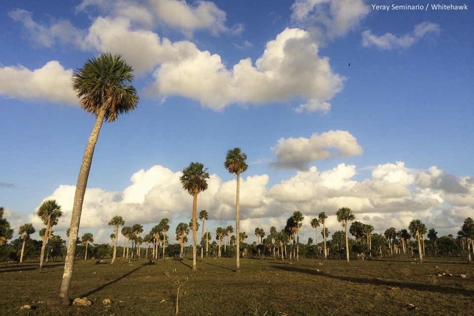 El Soplillar Savannah Cuba