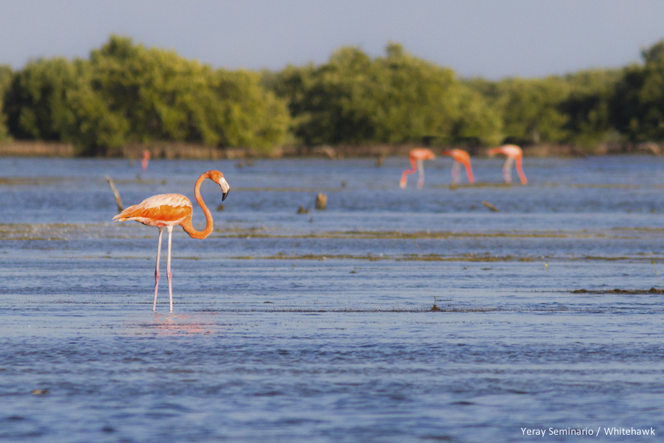 American Flamingos at Salinas de Brito, Zapata Peninsula