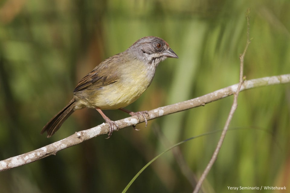 Zapata Sparrow Cuba