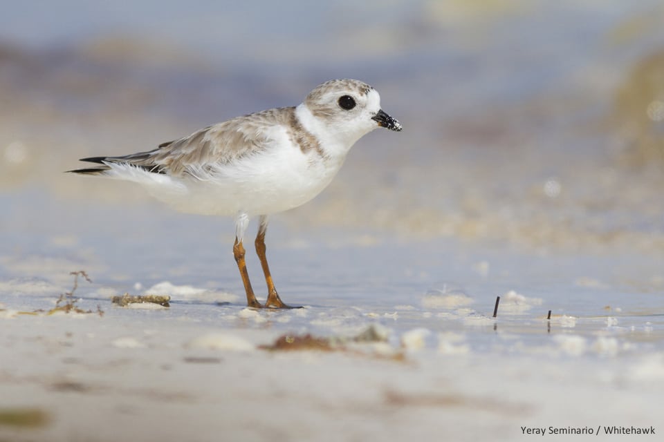 Piping Plover Cuba