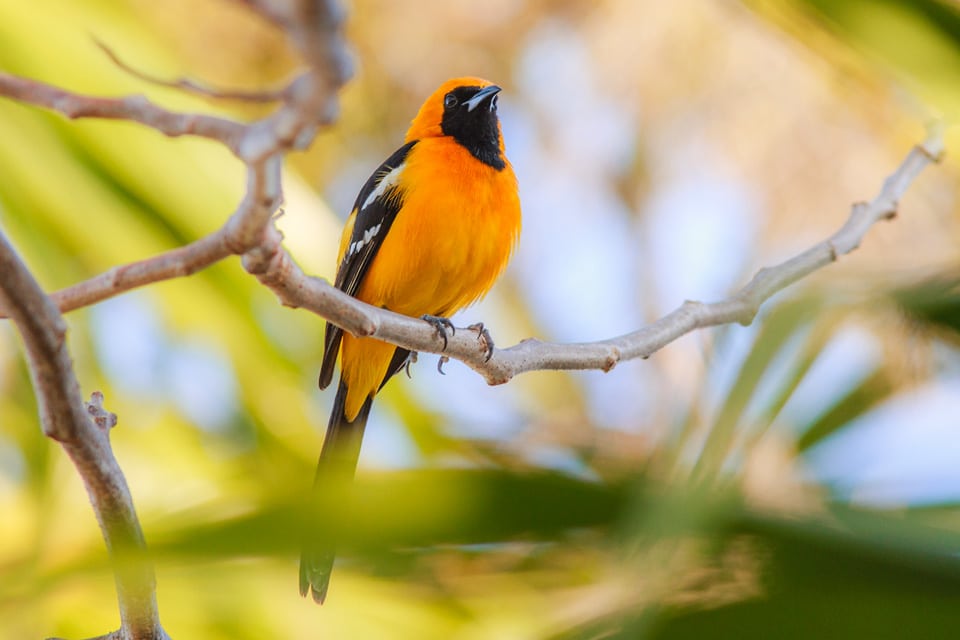Oriole Belize
