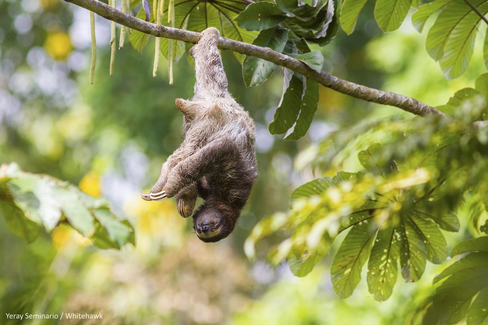 Brown-throated Sloth at the Cecropia Pana,a