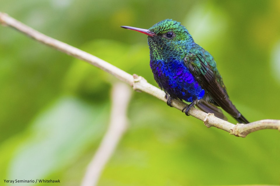 Violet-bellied Hummingbird in Panama Rainforest Discovery Center
