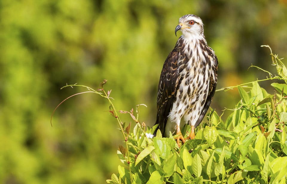 Snail Kite in the Panama Canal Zone