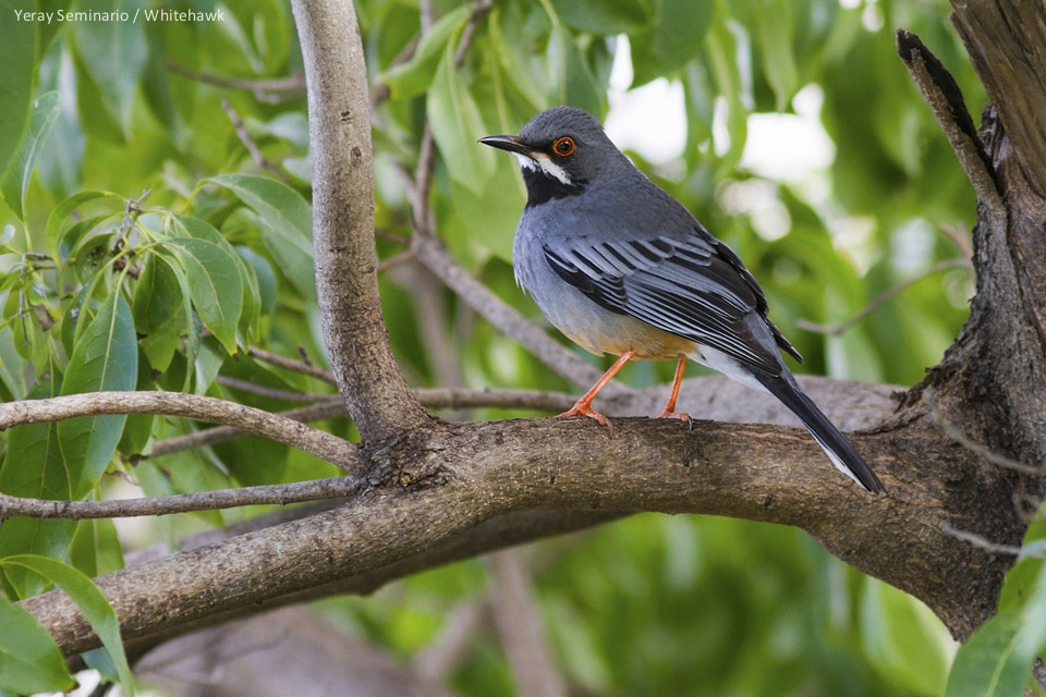 Red-legged Thrush Cuba