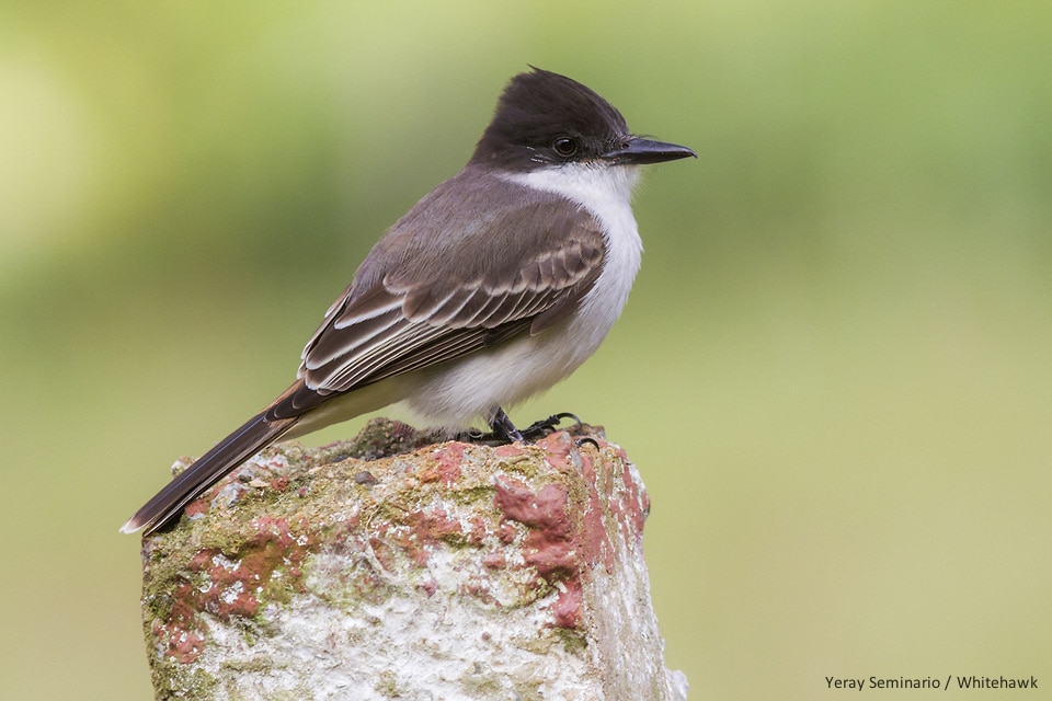 Loggerhead Kingbird Cuba