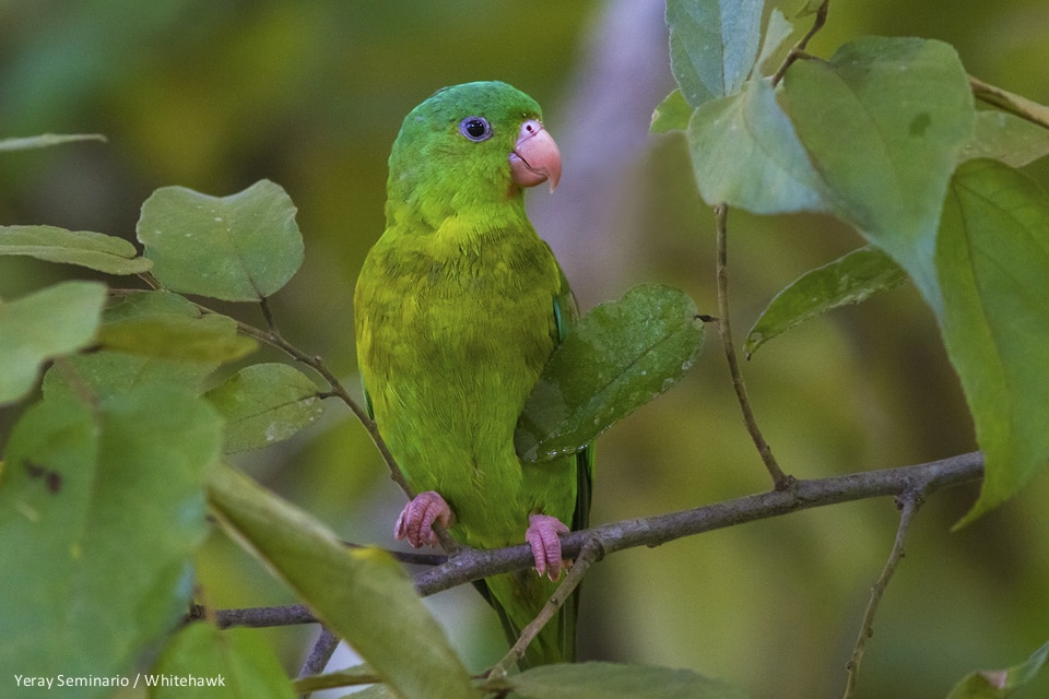 Orange-chinned Parakeet common bird in Panama