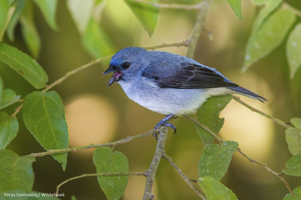 Plain-colored Tanager in Panama