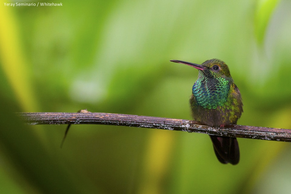 Bronze-tailed Plumeleteer in Panama