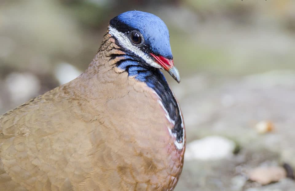 Blue-headed Quail-Dove Cuba Birding Whitehawk Birding Tours