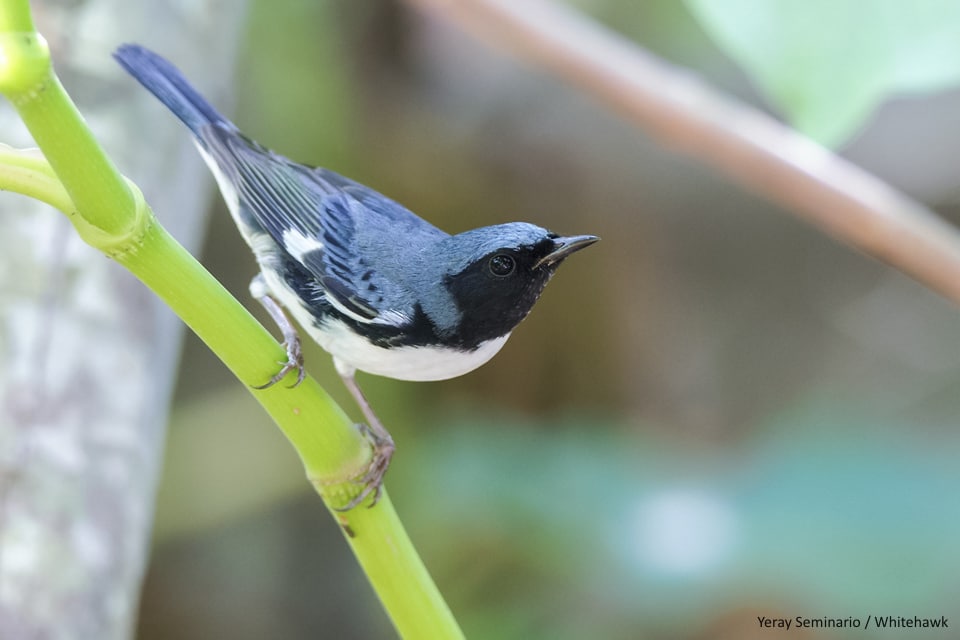 Black-throated Blue-Warbler