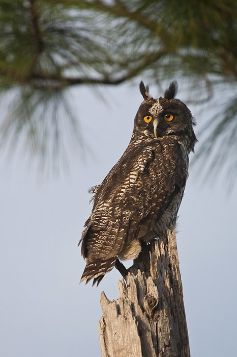 Stygian Owl Belize
