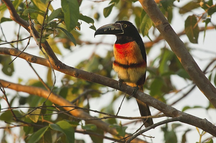 Collared Aracari Belize