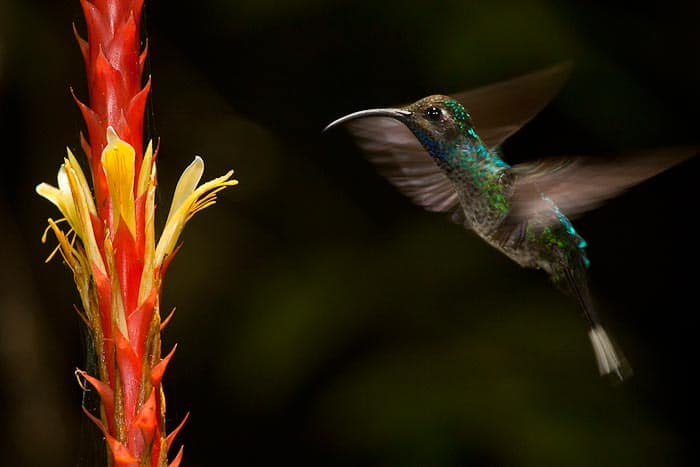 Violet Sabrewing Belize