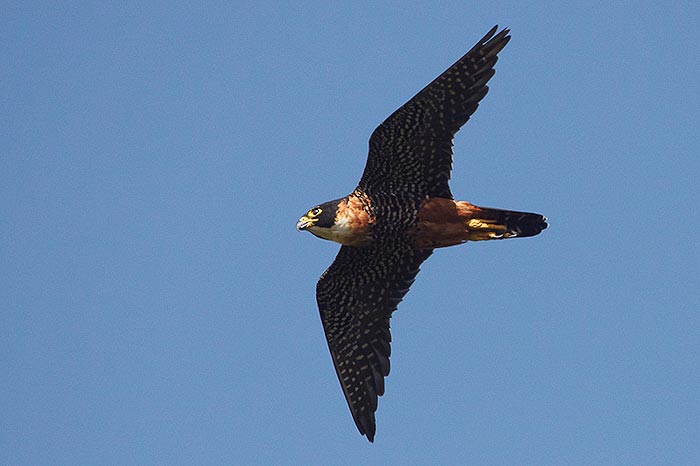 Orange-breasted Falcon Belize