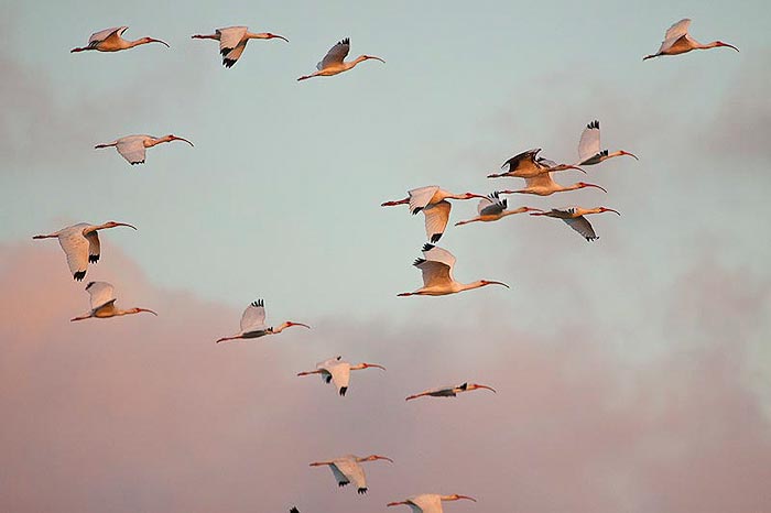 White Ibis Belize