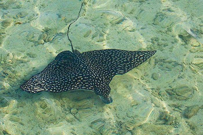 Manta Ray Belize