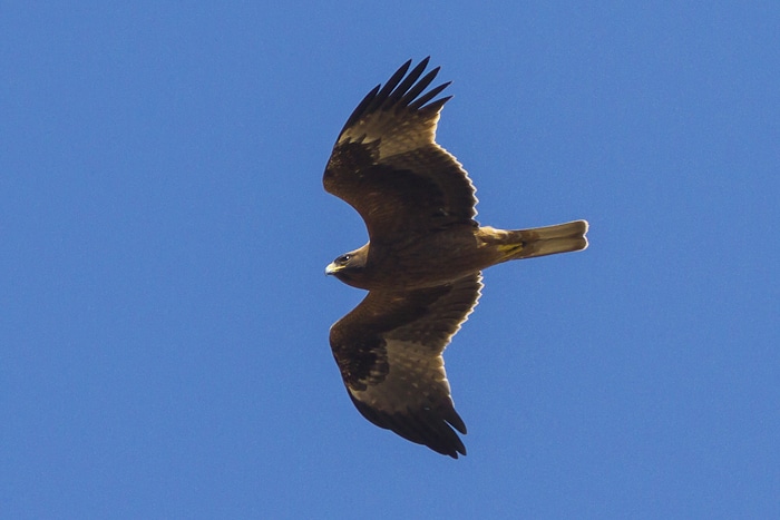 Booted Eagle Spain