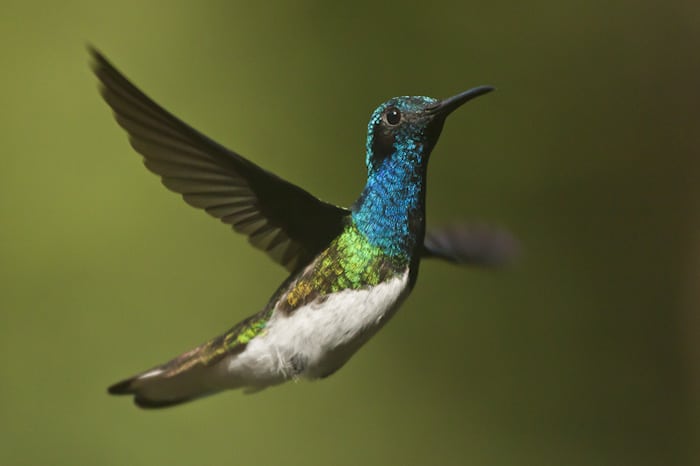 White-necked Jacobin Panama