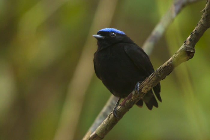 Blue-crowned Manakin Panama