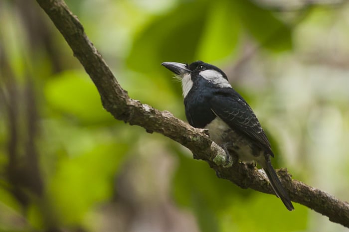 Black-breasted Puffbird Panama