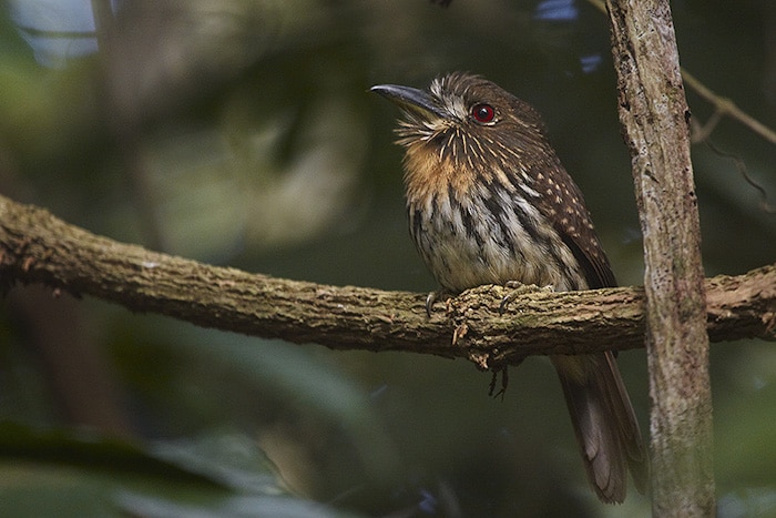White-whiskered Puffbird Panama