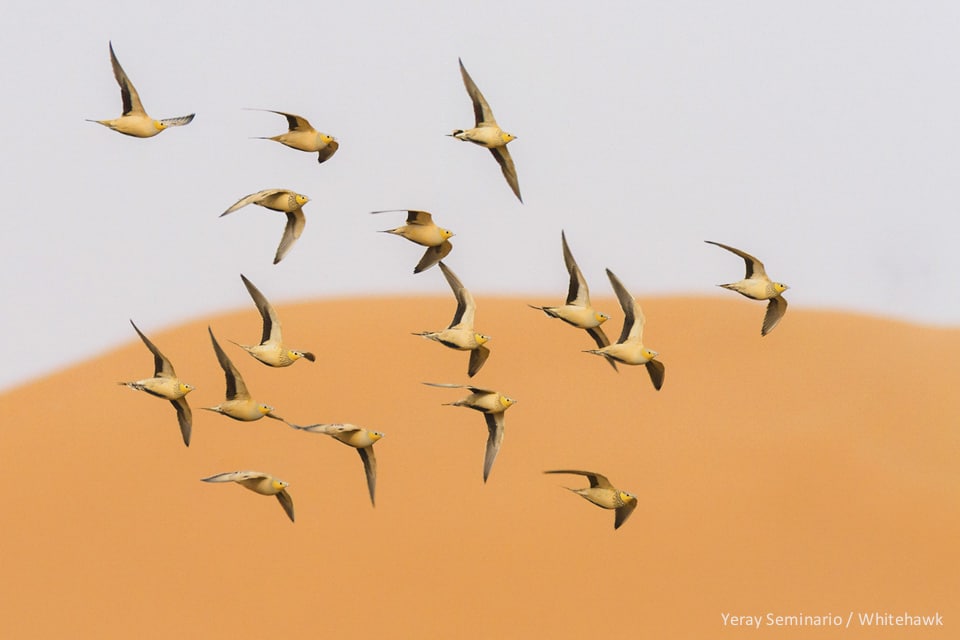 Spotted Sandgrouse Morocco
