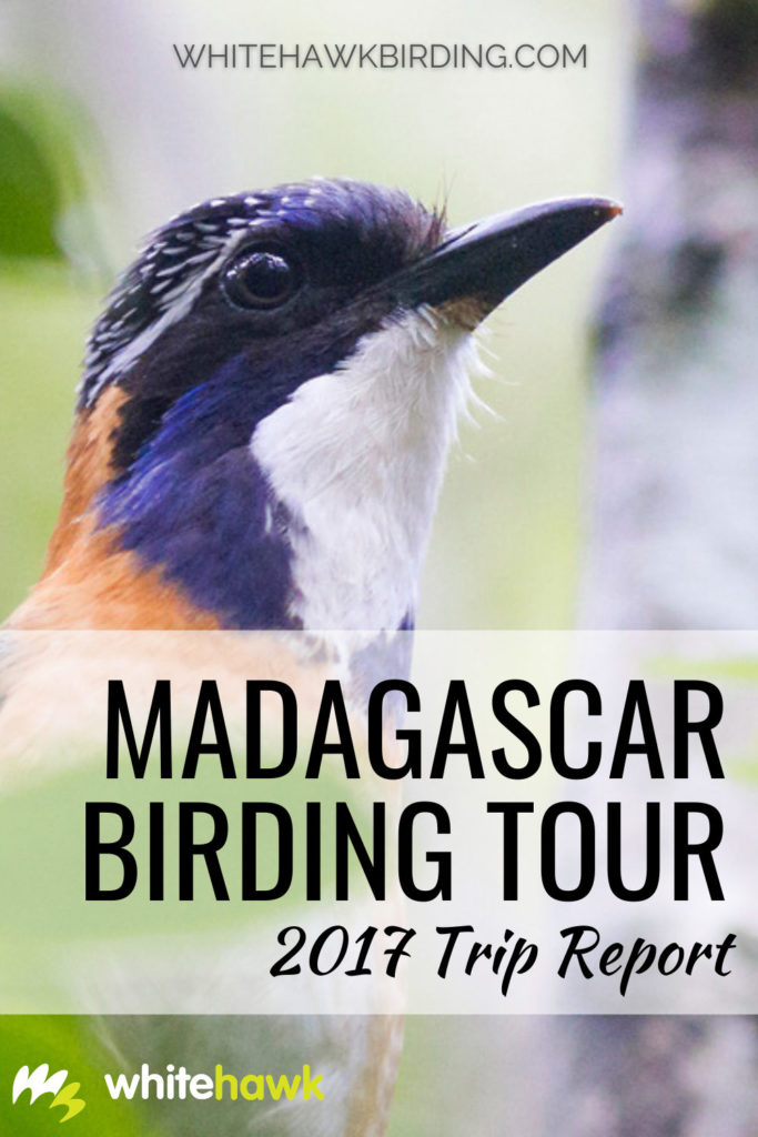 The New Madagascar Birding Tour Trip Report is Online! - Whitehawk Birding: Home to some of the most unique wildlife on Earth, Madagascar dazzled us with beautiful birds and amazing creatures during our first tour to this special country. Read the full trip report.