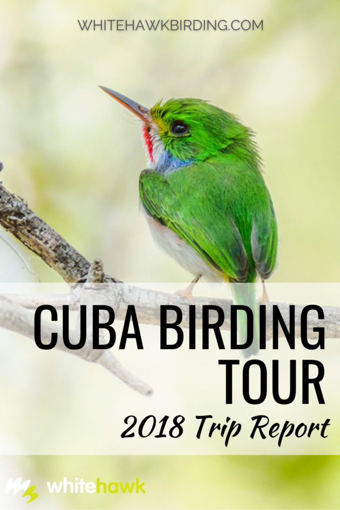 Cuba Birding Trip Report is Now Online! - Whitehawk Birding: Discover the amazing birds, animals, scenery, culture and conservation projects we experienced during our 2018 trip to Cuba. A truly amazing tour!