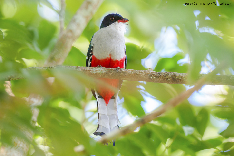 Cuban Trogon the Cuba's national bird