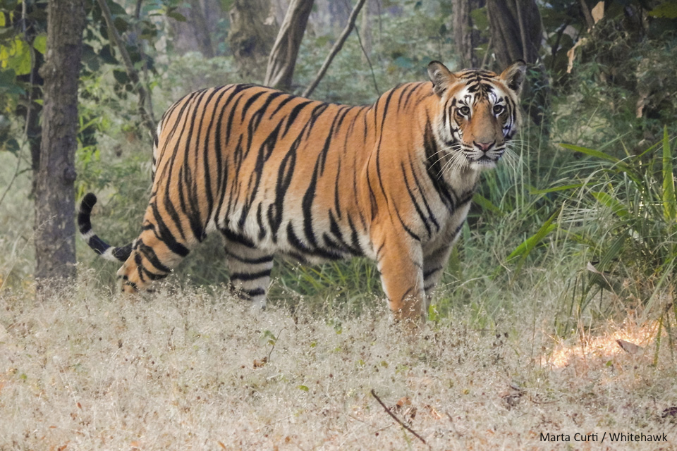 Top 10 mammals to see in India: Bengal Tiger at Ranthambore National Park - by Marta Curti