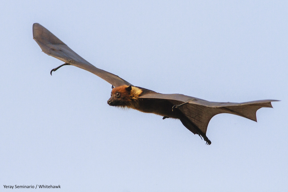 Indian Flying Fox