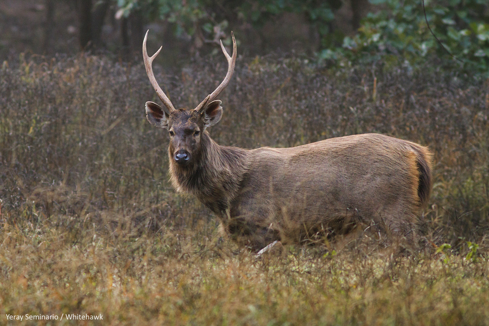 Sambar Deer in India - by Yeray Seminario