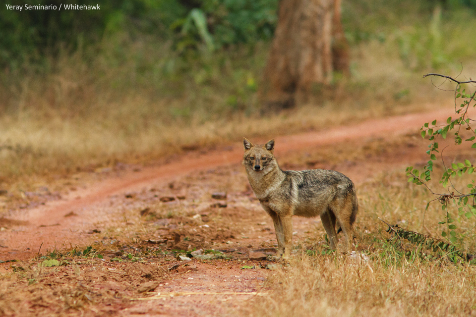 Indian Jackal India